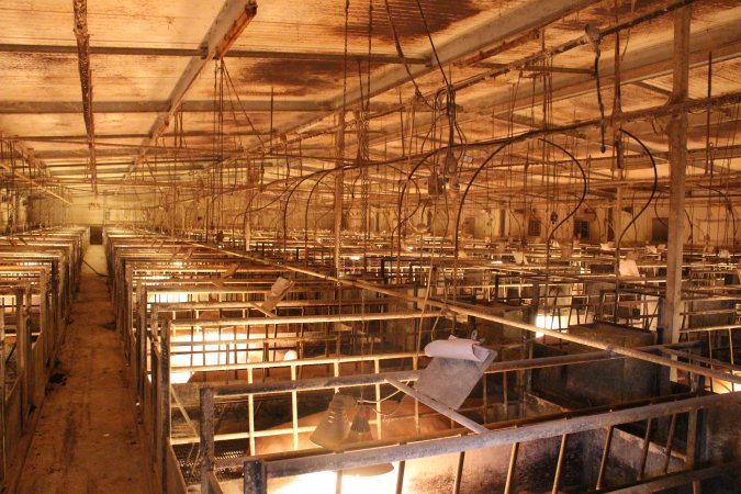 Farrowing crates at St Arnaud Piggery VIC