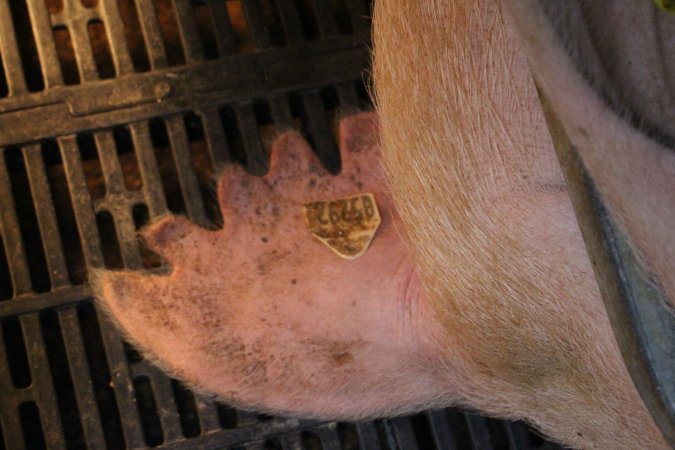 Farrowing crates at Sheaoak Piggery SA