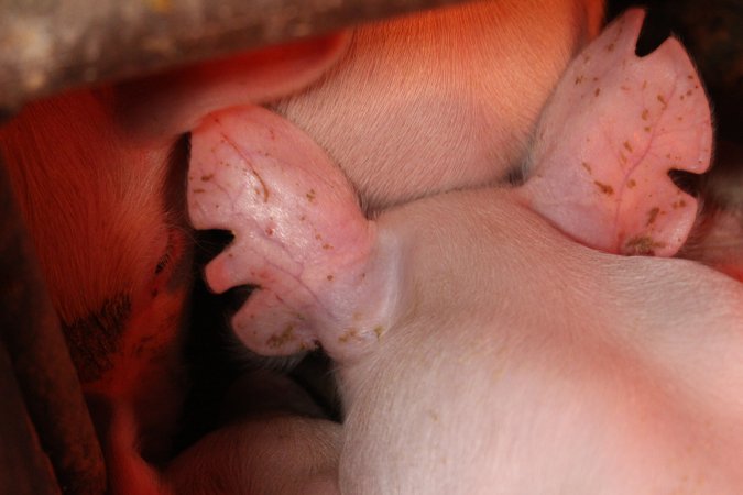 Farrowing crates at Finniss Park Piggery SA