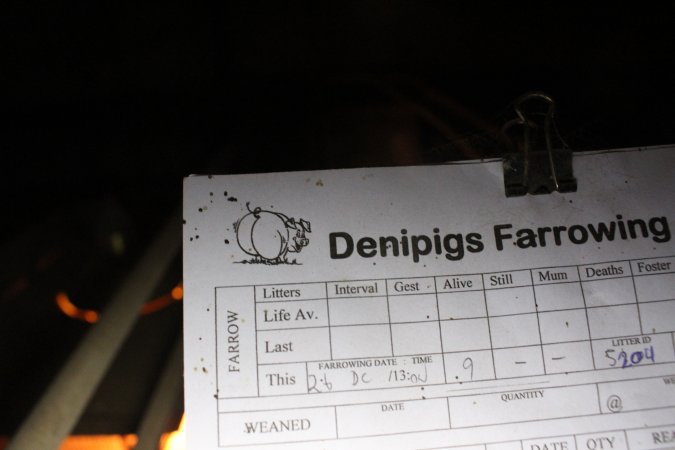 Denipigs farrowing card