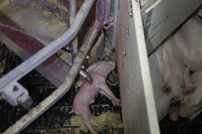 Farrowing crates at Mindarra Piggery WA