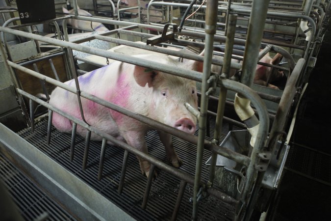 Farrowing crates at Nambeelup Piggery WA