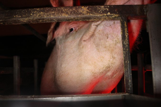 Farrowing crates at Wasleys Tailem Bend Piggery SA