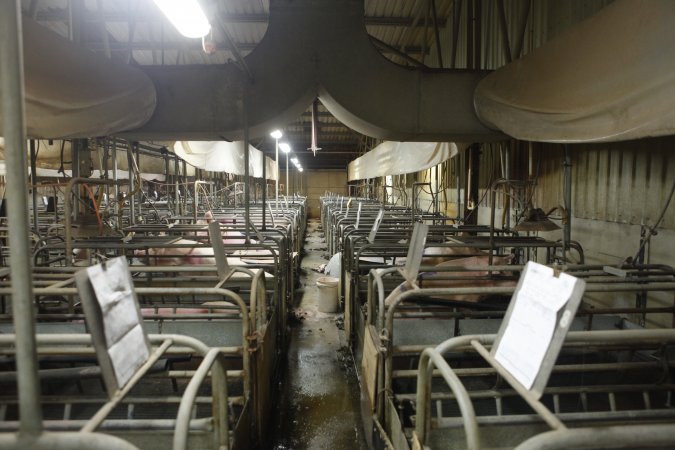 Farrowing crates at Nambeelup Piggery WA