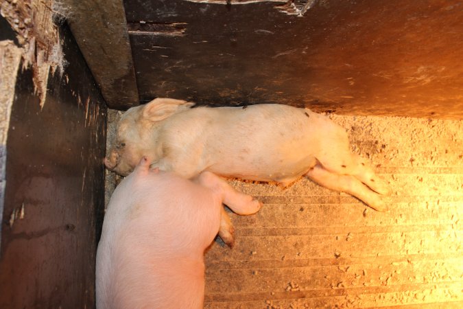 Farrowing crates at Bungowannah Piggery NSW