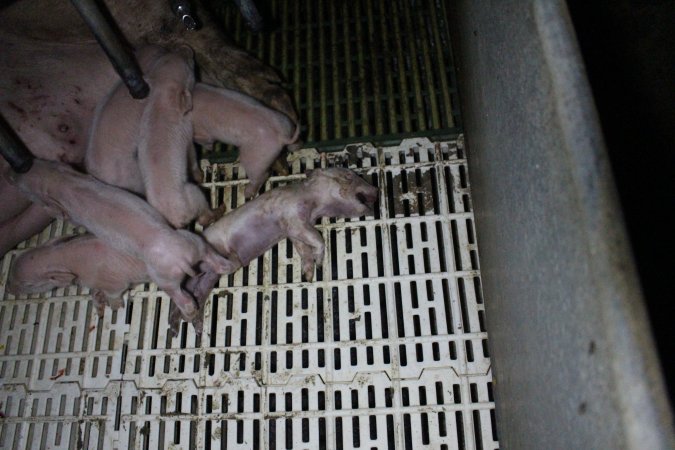 Farrowing crates at Dublin Piggery SA