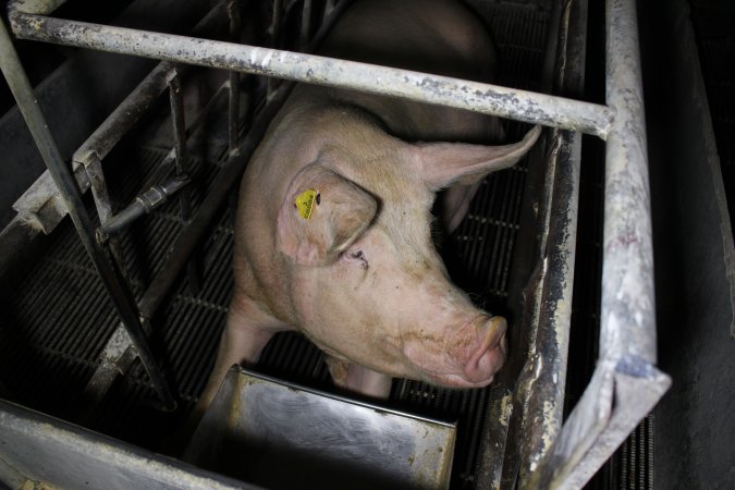 Farrowing crates at Huntly Piggery NSW