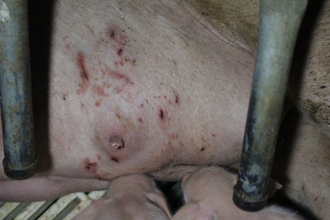 Farrowing crates at Dublin Piggery SA