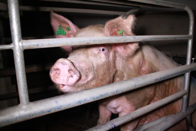 Farrowing crates at Girgarre Piggery VIC