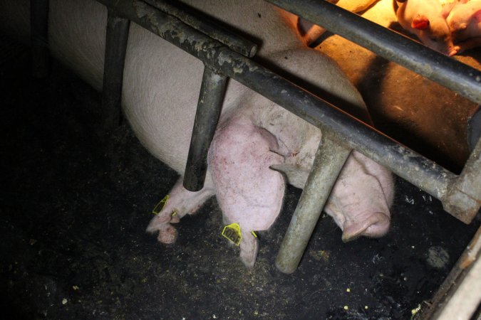 Farrowing crates at Deni Piggery NSW