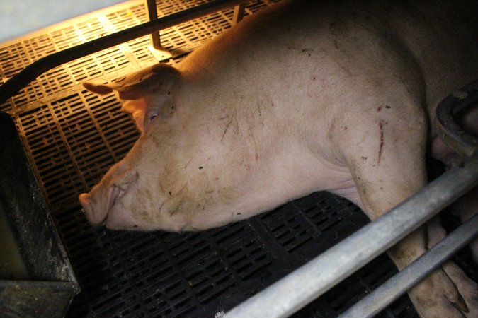 Farrowing crates at Sheaoak Piggery SA