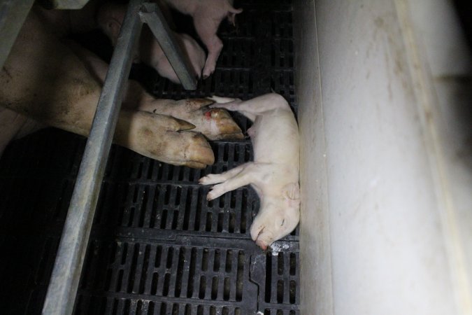 Farrowing crates at Sheaoak Piggery SA