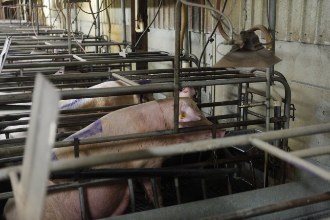 Farrowing crates at Nambeelup Piggery WA