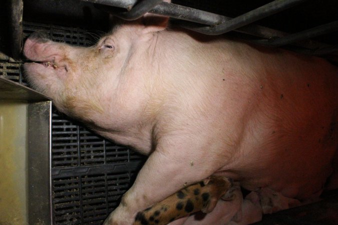 Farrowing crates at Wasleys Tailem Bend Piggery SA