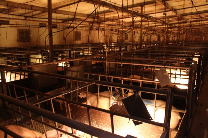 Looking across farrowing shed