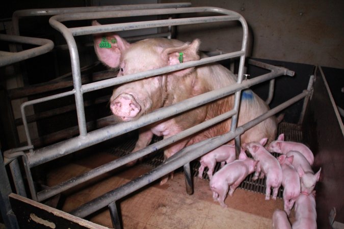 Farrowing crates at Girgarre Piggery VIC