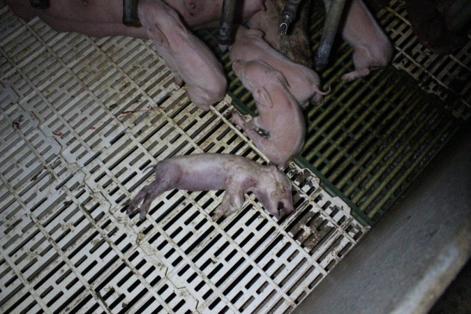 Farrowing crates at Dublin Piggery SA