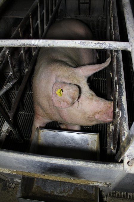 Farrowing crates at Huntly Piggery NSW