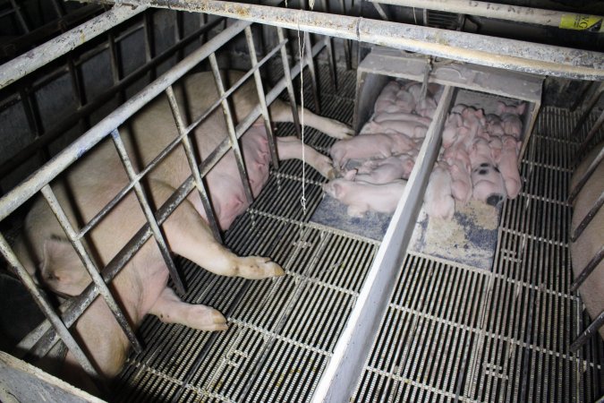 Farrowing crates at Huntly Piggery NSW