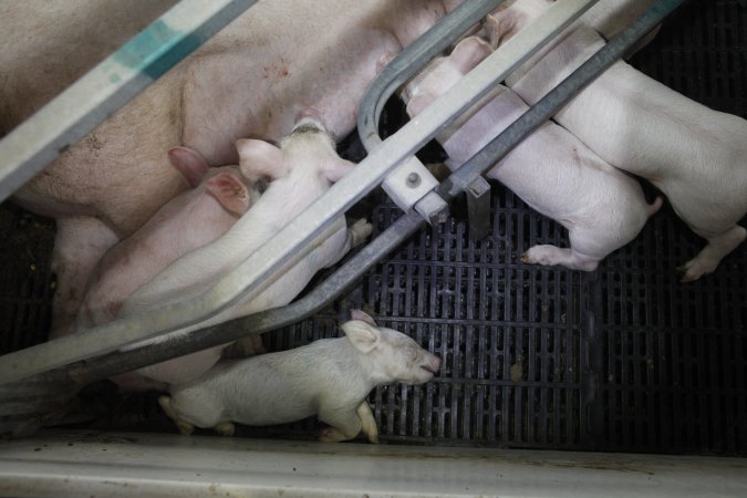 Farrowing crates at Mindarra Piggery WA