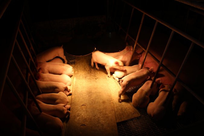 Farrowing crates at St Arnaud Piggery VIC