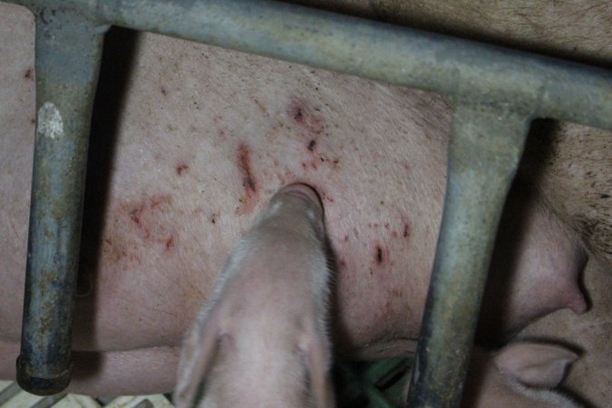 Farrowing crates at Dublin Piggery SA