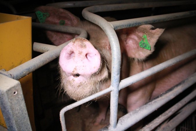 Farrowing crates at Girgarre Piggery VIC