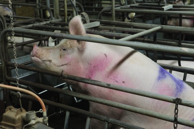 Farrowing crates at Nambeelup Piggery WA