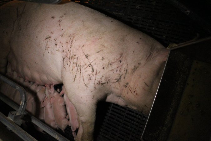 Sow with cuts and scratches