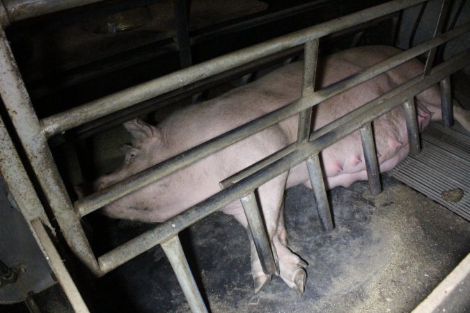 Farrowing crates at Deni Piggery NSW