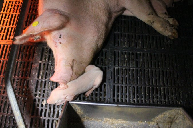 Farrowing crates at Sheaoak Piggery SA