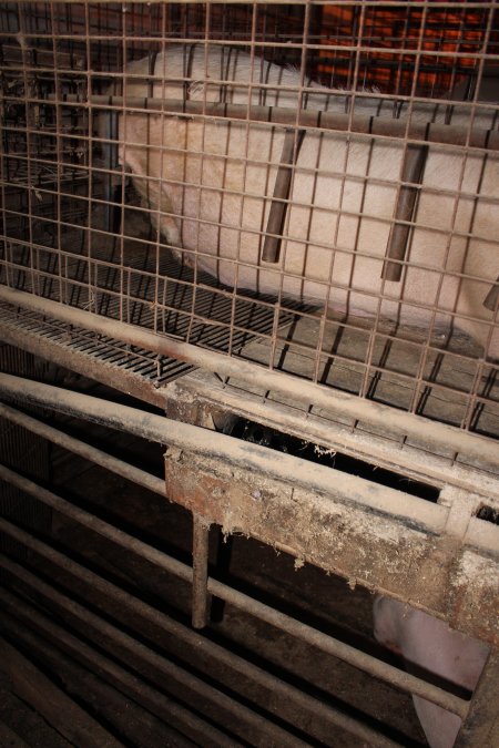 Grower pens underneath farrowing crates