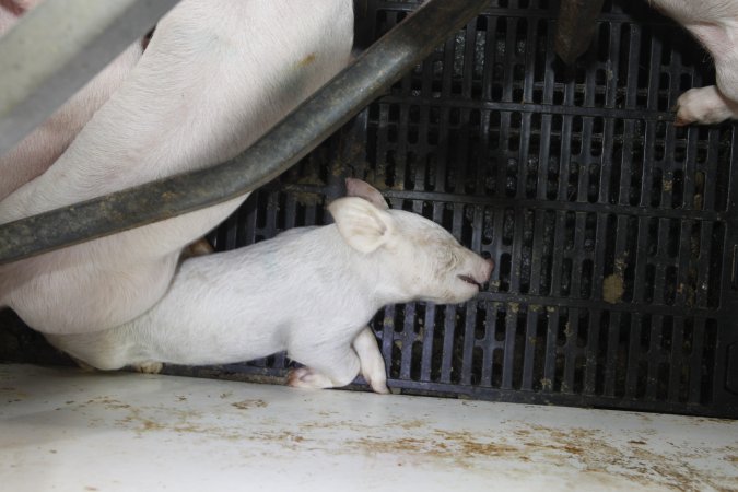 Farrowing crates at Mindarra Piggery WA