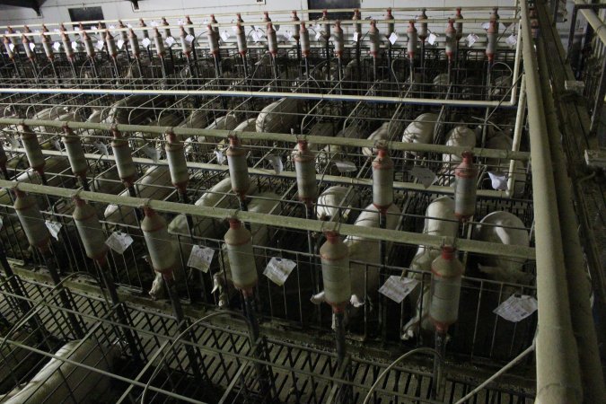Wide view of huge sow stall shed from above