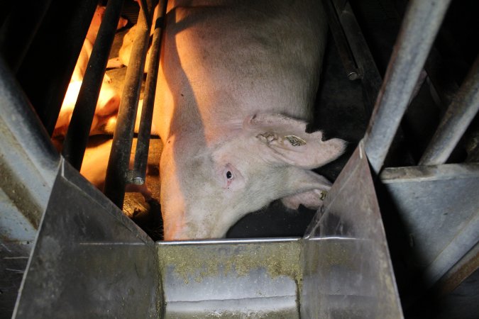 Farrowing crates at Deni Piggery NSW