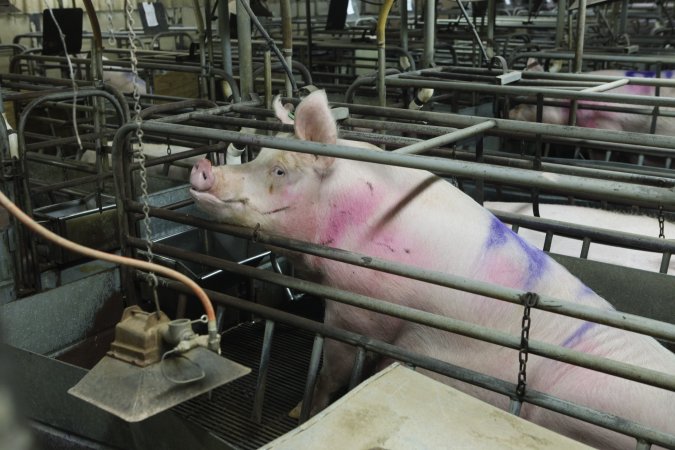 Farrowing crates at Nambeelup Piggery WA