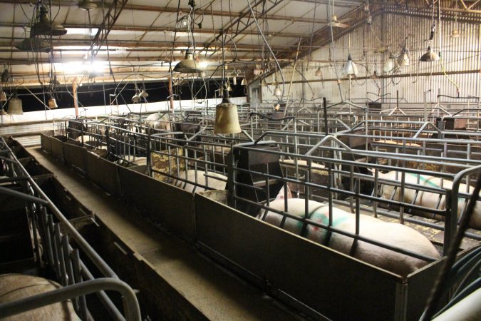 Farrowing crates at Wasleys Tailem Bend Piggery SA