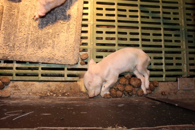 Farrowing crates at Bungowannah Piggery NSW