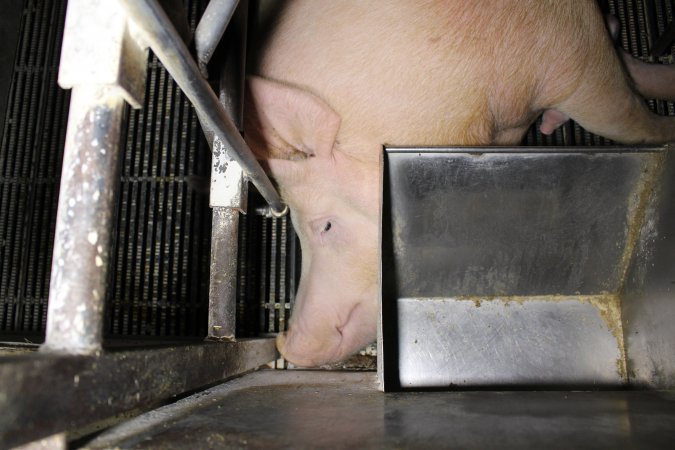 Farrowing crates at Huntly Piggery NSW