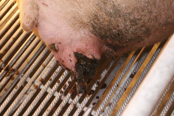 Farrowing crates at St Arnaud Piggery VIC