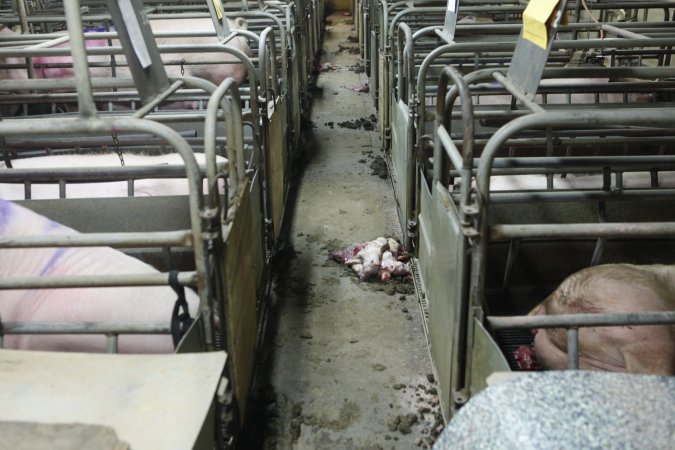 Dead piglets in aisle
