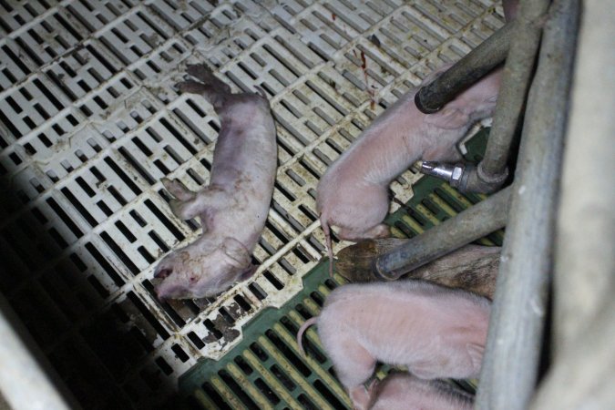 Farrowing crates at Dublin Piggery SA