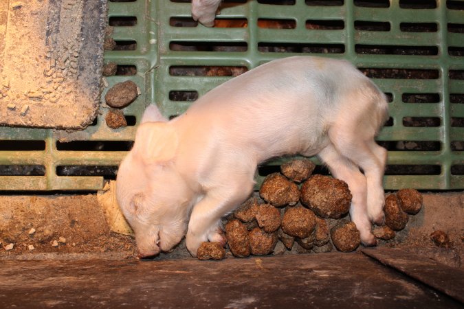 Farrowing crates at Bungowannah Piggery NSW