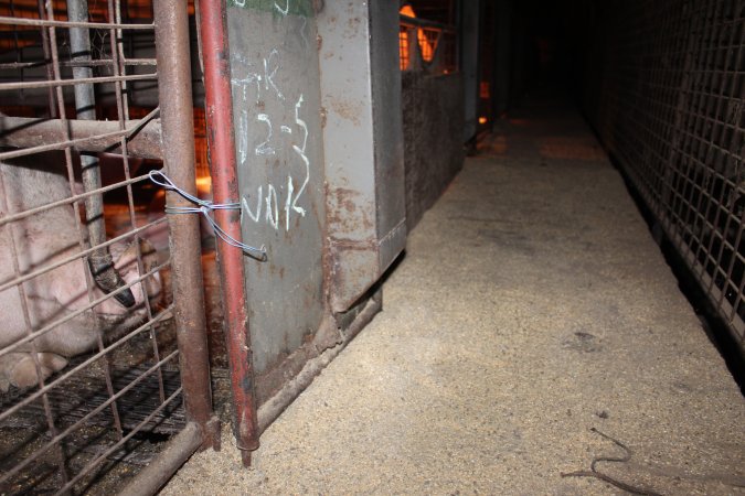 Farrowing crates at Willawa Piggery NSW