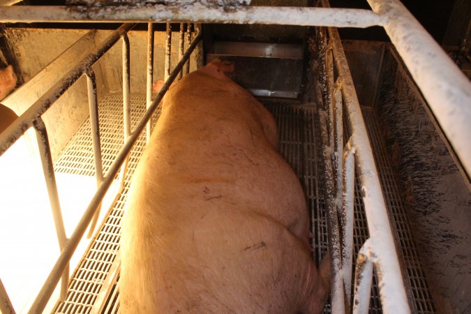 Farrowing crates at St Arnaud Piggery VIC