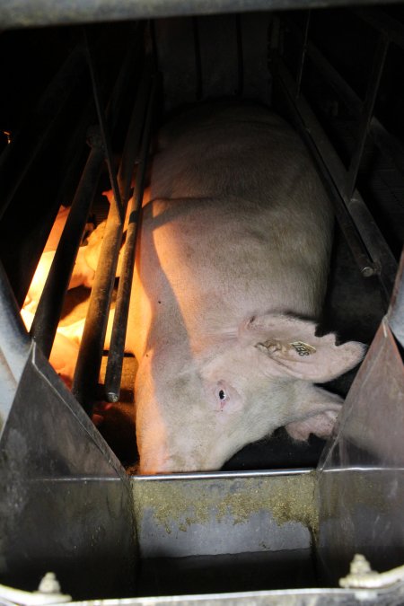 Farrowing crates at Deni Piggery NSW