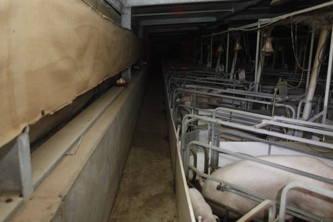 Farrowing crates at Mindarra Piggery WA