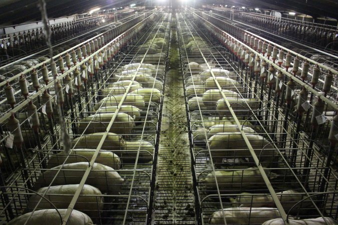 Wide view of huge sow stall shed from above