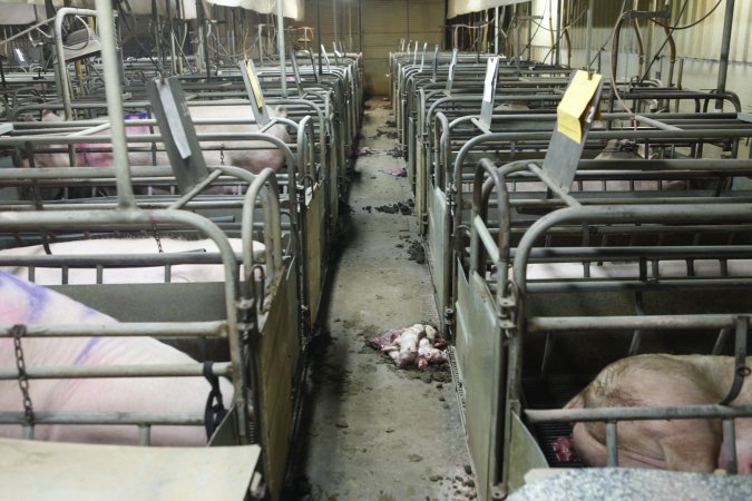 Dead piglets in aisle