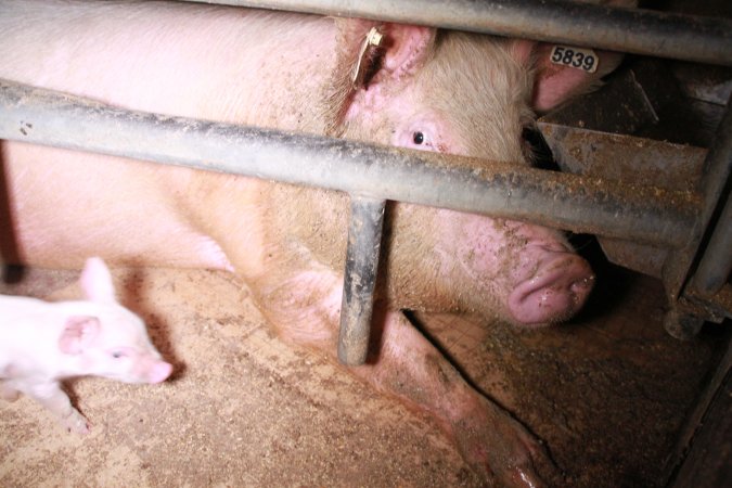 Farrowing crates at Girgarre Piggery VIC